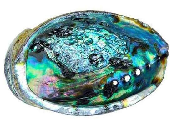 Abalone Shell Ash Dish / Wooden Stand / Sage Smudging Herbs