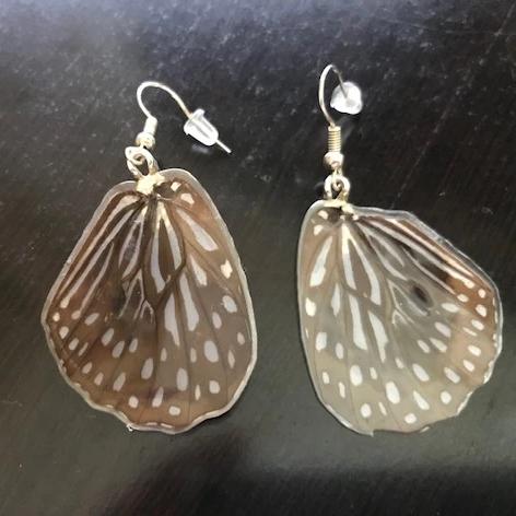 Black Bodied Swallowtail Mime