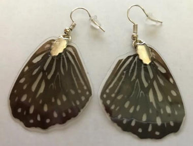 Black Bodied Swallowtail Mime