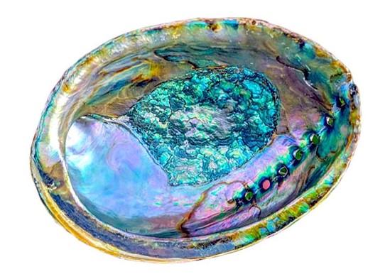 Abalone Shell Ash Dish / Wooden Stand / Sage Smudging Herbs